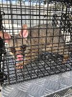 Ses Possum Control Sydney image 6